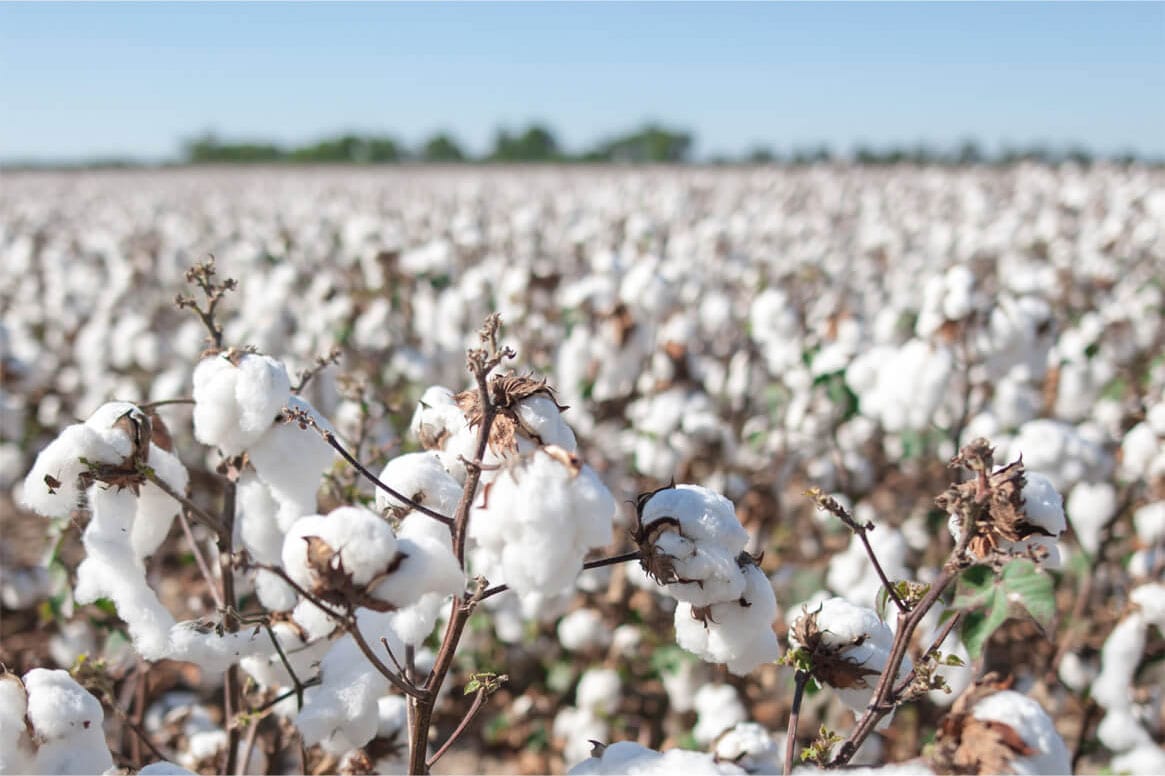 vải cotton